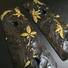 Daniel H9 Maple Grips - Japanese Maple Black Gold / Hand-painted
