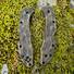 Spyderco Delica 4, Lil' Matriarch maple handle scales - Old Fort by Artur Soikkeli