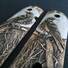 1911 Compact-Size Officers Maple Grips - Moon Raven / Hand-painted